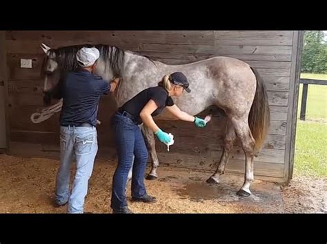 horse cumsot|Horse Cumshots Videos .